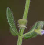 Small skullcap